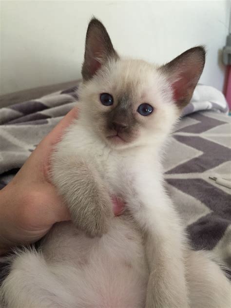 Siamese Cat For Sale In Cavite British Shorthair