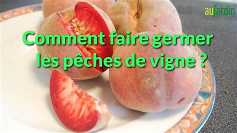 Comment Faire Germer Des Noyaux De P Che De Vigne Avec La