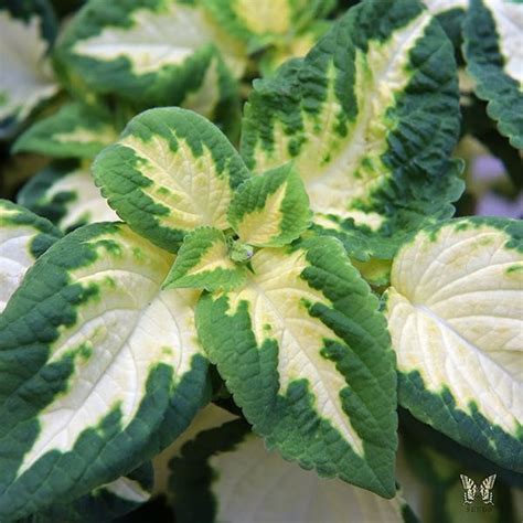 Coleus Wizard Jade Coleus Leaves Annual Flowers Flower Seeds Plant