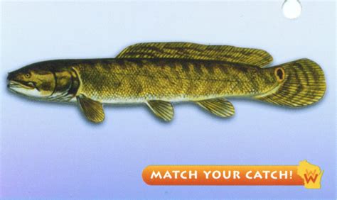 Sally reader © australian museum. Fish Of Wisconsin - REQUIRED QUIZ - ProProfs Quiz