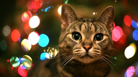 Christmas Cat Free Download Cute Christmas Cat Hd Wallpapers For