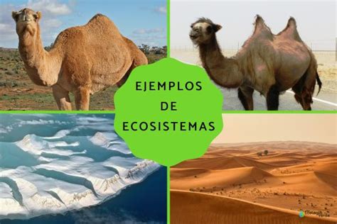 Tipos De Ecosistemas Terrestres Y Ejemplos Caracter Sticas Y Fotos
