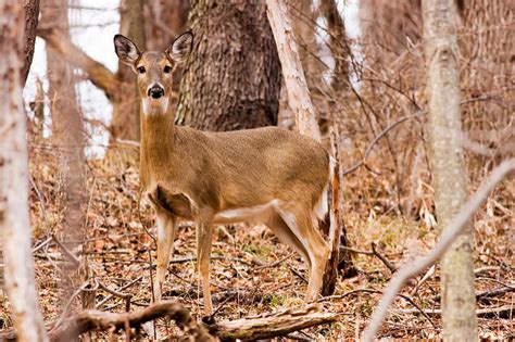 Bovine Tuberculosis Outbreak Raises Concerns Over Deer Hunting Season