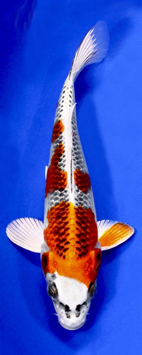 Koi Variety Guide Blue Ridge Koi Goldfish