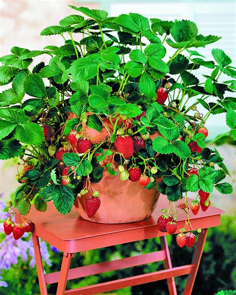 How To Grow Strawberries Strawberry Recipes Hgtvs