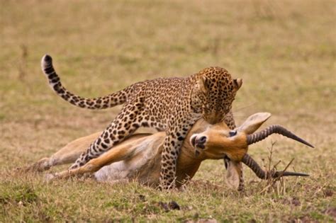 Predator Prey Relationships Kruger National Park