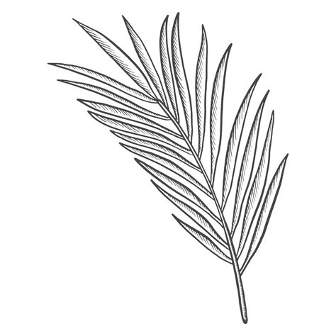 Palm Tropical Leaf Plant Isolated Doodle Hand Drawn Sketch With Outline