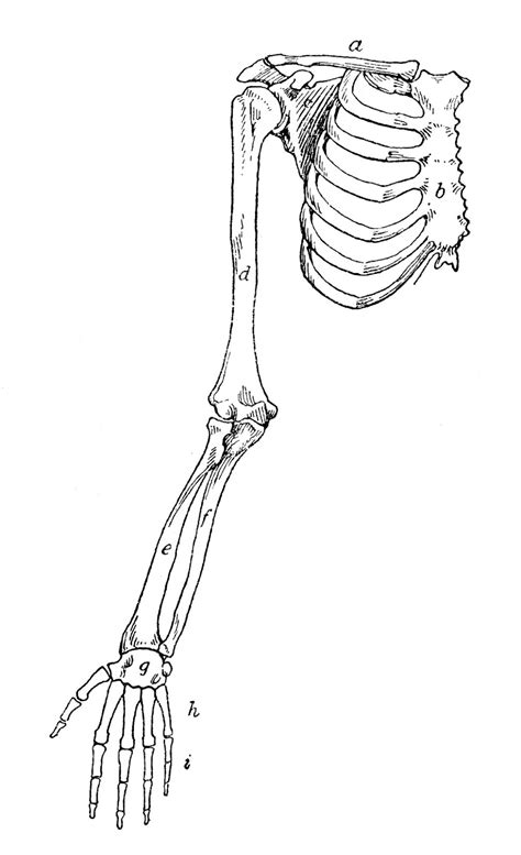 The Skeletal System Arm Bones