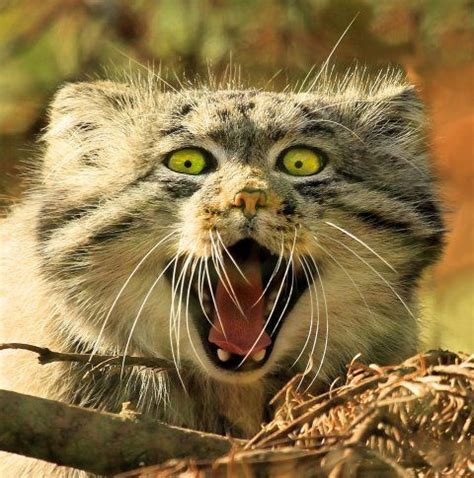 The Most Expressive Cat In The World Is The Manul Cat Cats Manul Cat