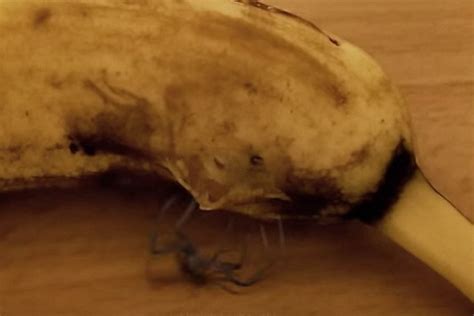 Spider Bursts Out Of Overripe Banana