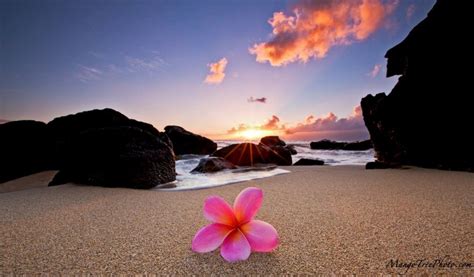 Plumeria By The Sea Hawaii Flowers Hawaii Pictures Beautiful Wallpapers