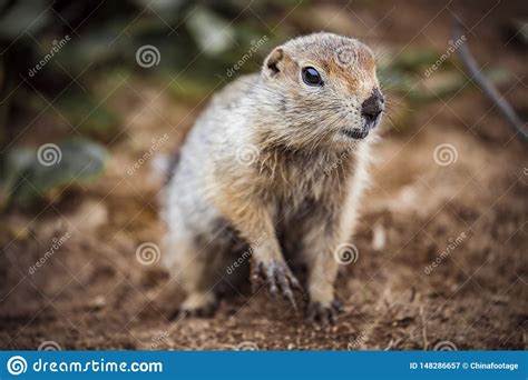 Cute Funny Gophers Are Eatingkamchatka Peninsularussia Stock Image