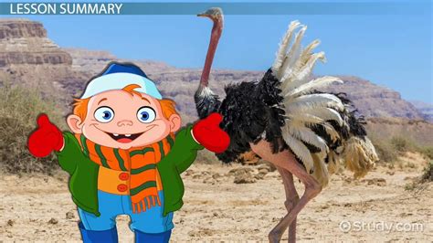 Ostrich Adaptations Lesson For Kids Lesson