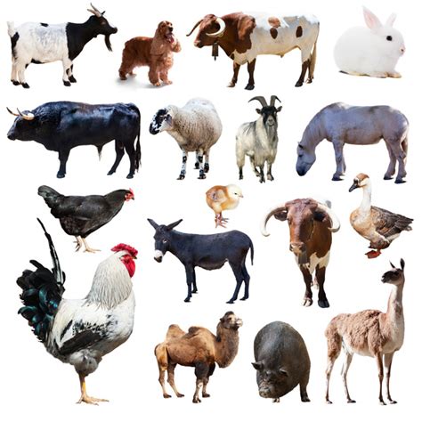All Kinds Of Farm Animals Stock Photo 10 Animal Stock Photo Free Download
