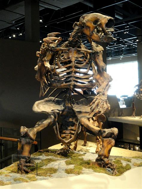 West Virginia State Fossil Giant Ground Sloth Megalonyx