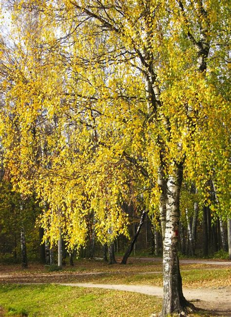 Yellow Birch Tree Stock Photo Image Of Birch Golden 18157736