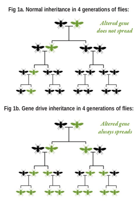 Reckless Driving Gene Drives And The End Of Nature Synbiowatch