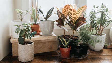 8 Best Houseplants For Beginners Seriously Decoist