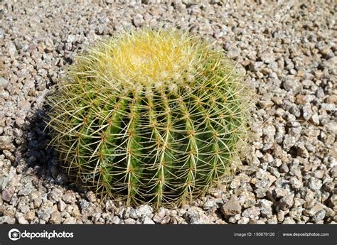 Arizona Golden Barrel Cactus — Stock Photo © Fototoch 195679126