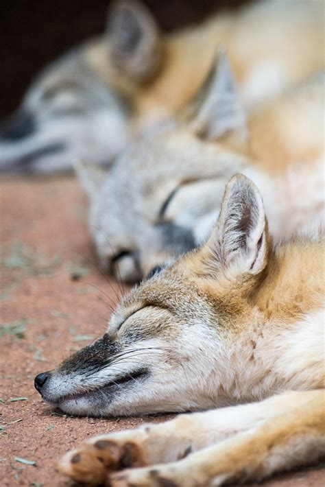Swift Fox Oklahoma City Zoo Ok Melissa Flickr