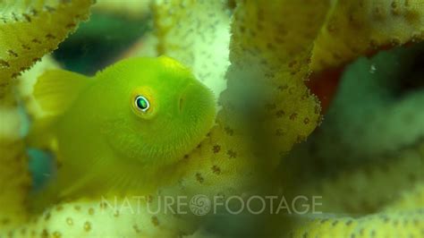 Yellow Coral Bearded Goby Paragobiodon Xanthosoma Youtube