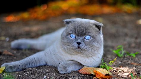 A Beautiful White Scottish Fold Cat With Blue Eyes Wallpaper Download