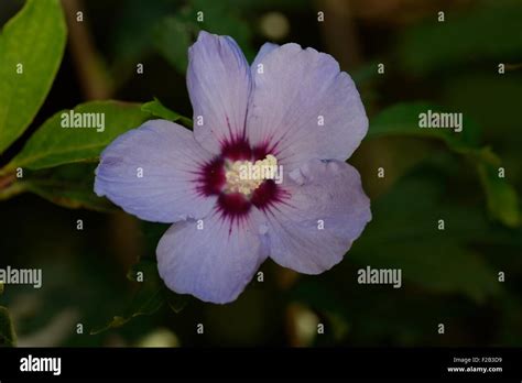 Hibiscus Syriacus Flower Hi Res Stock Photography And Images Alamy