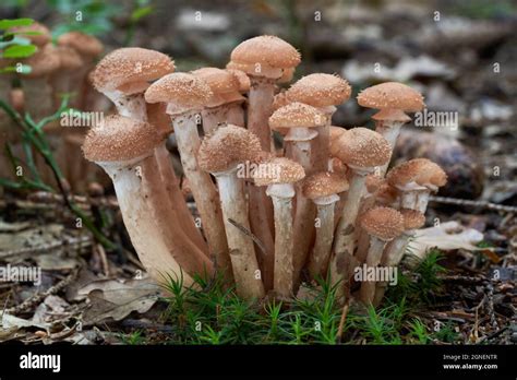 Edible Mushroom Armillaria Ostoyae In Spruce Forest Known As Dark