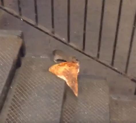 Pizza Rat Industrious New York City Rat Drags Entire Pizza Slice Down