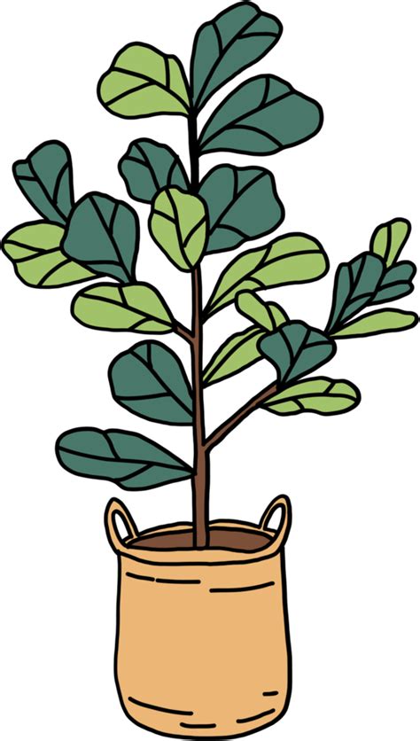 Freehand Sketch Drawing Of Fiddle Leaf Fig Tree 11357872 Png