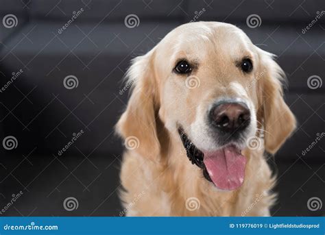 Closeup Shot Of An Adorable Golden Retriever Dog Looking Stock Image