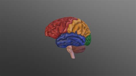 Regions Of The Brain Download Free 3d Model By University Of Dundee