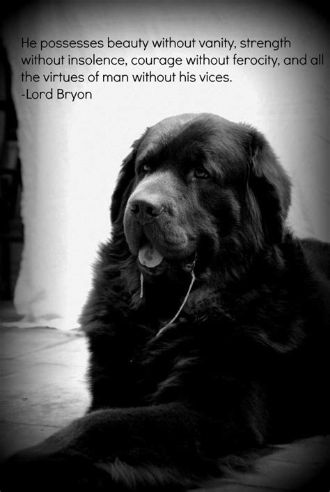 169 Best Dog Quotes And Poems Images On Pinterest Thoughts