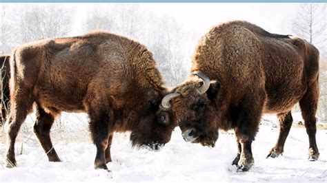 Oklahoma State Animal American Buffalo Or Bison European Bison