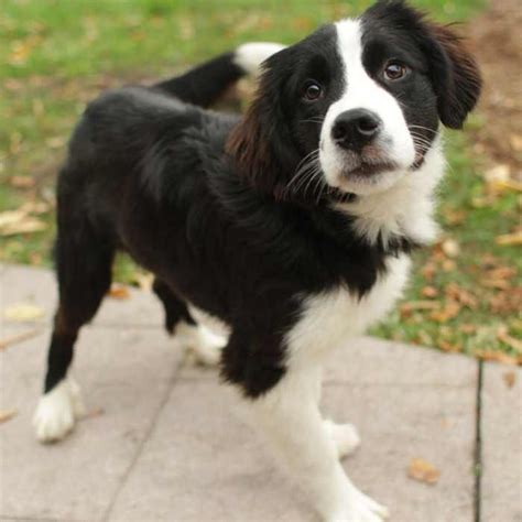 Bernese Mountain Dog Husky Mix