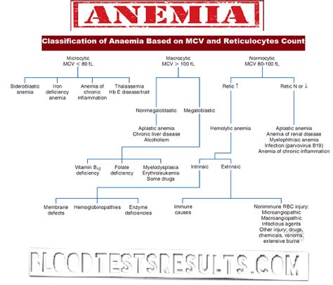 All Types Of Anemia With Full Anemia Definition Chart And Diagnosis