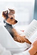 Cute Dog Reading a Book Free Stock Photo | picjumbo