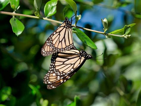 monarch butterflies mating