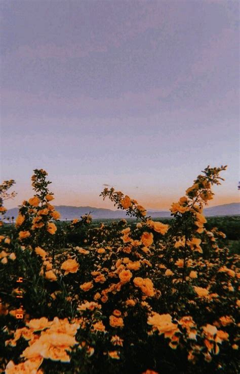 Tumblr is a place to express yourself, discover yourself, and bond over the stuff you love. Pin by Olyvia Garcia on grunge/tumblr | Aesthetic ...