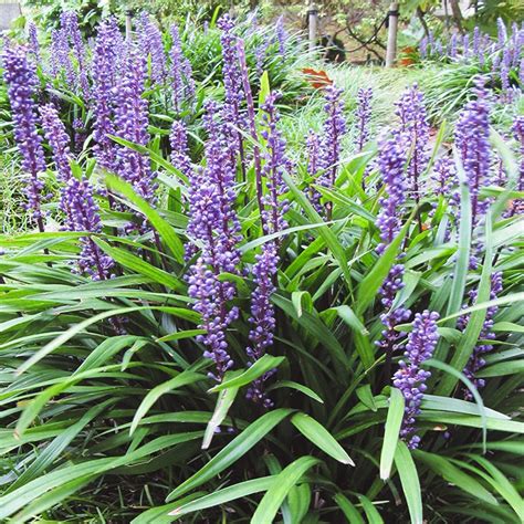 Liriope Big Blue Muscari Berns Garden Center And Landscaping Ohio