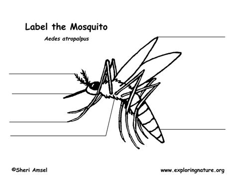 This consists of a big number of ebooks bundled up together that are not necessarily easily available at one solitary place. Mosquito Labeling Page