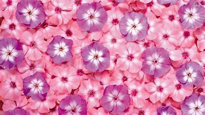 Pink Flowers Wallpapers Purple Flower Backgrounds Desktop
