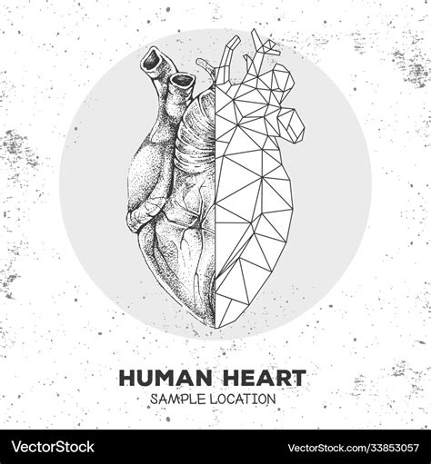 Hand Drawing Realistic Polygonal Human Heart Vector Image