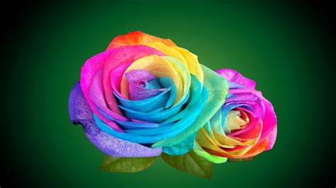 24 Rainbow Rose Wallpapers Wallpaperboat