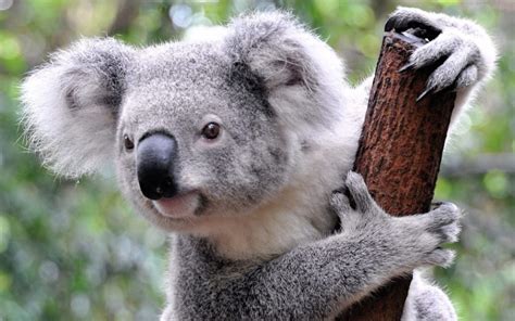 Los 10 Animales Más Lentos Del Mundo El Carabobeño