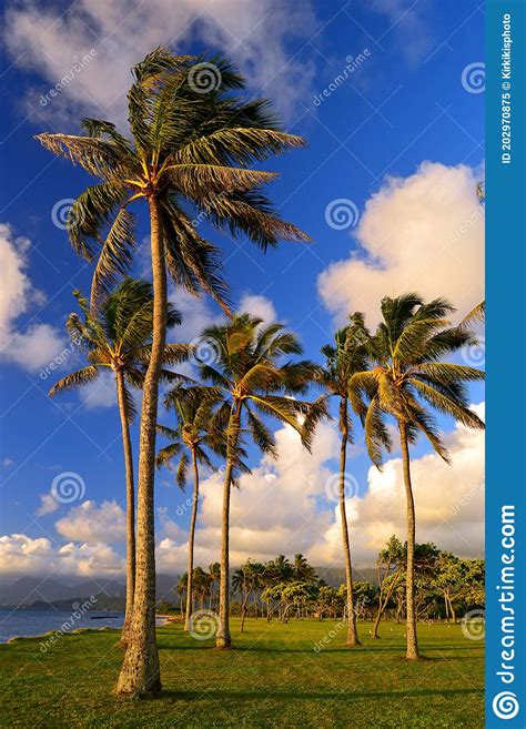 Palm Trees Sway In The Breeze At The Shore In Hawaii Stock Image