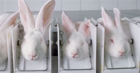 California Just Officially Banned The Sale Of Animal Tested Cosmetics