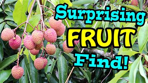 Madagascar Lychee Weird Fruit Explorer Ep 369 Youtube