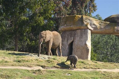 The Baby Elephant Was Adorable At The Zoo In San Diego Wild Animal