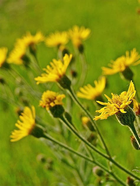 Yellow Wildflowers Photograph By Liz Vernand
